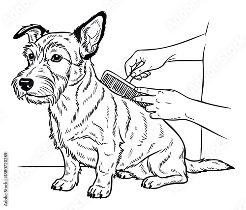 Professional dog grooming session showing human hands gently brushing a fluffy terrier mix, ideal for pet care advertisements, veterinary service promotions, and animal welfare campaigns.