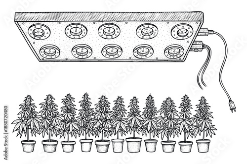 Cannabis plants in pots under an LED grow light, depicting an indoor cultivation setup, ideal for botanical studies, horticulture guides, or health information materials.