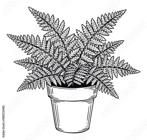 Black and white botanical hand drawn fern plant in a decorative pot, perfect for natural home decor, garden themes, wellness projects, or plant care guides