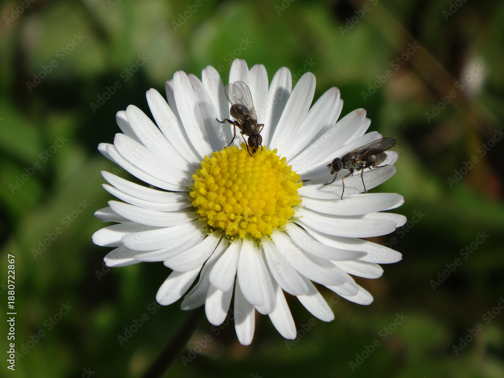 Fototapeta premium Two female hunter flies (Coenosia sp.) on a white daisy