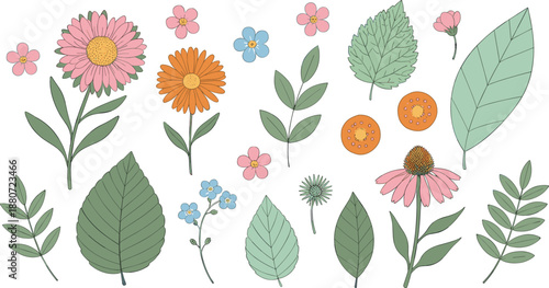 Hand drawn botanical illustration set with flowers leaves and wild plants, soft natural floral elements collection for spring, garden, and decorative flat vector designs