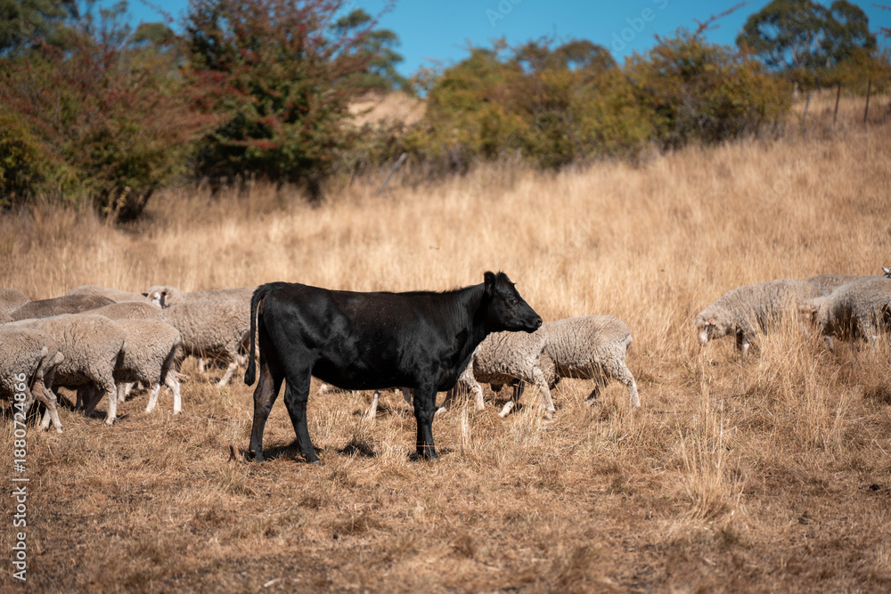 Fototapeta premium Merino sheep, grazing and eating grass in New zealand