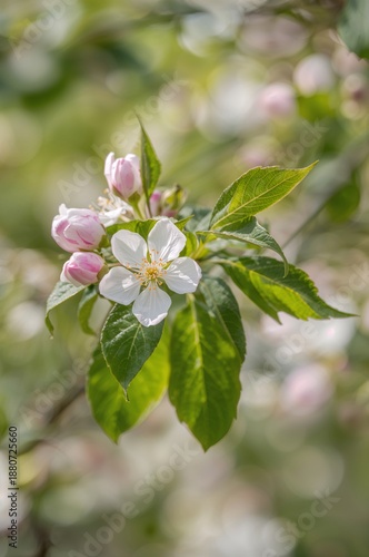 Cherry Blossom Flowers Bloom on Branches in Spring Sunlight in a Garden Setting