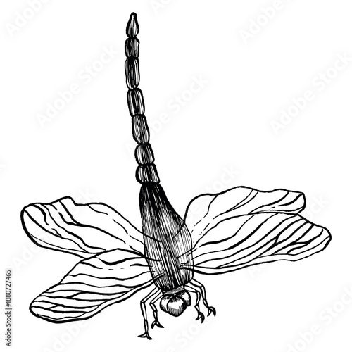 Dragonfly insect graphic illustration. Vector illustration. Hand drawning dragonfly. Cute decorative insect isolated on white background.