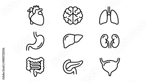 Human internal organs anatomy line icon set. Medical physiology symbols. Minimalist vector design. Heart brain lungs liver stomach kidneys intestines. Biology healthcare concept