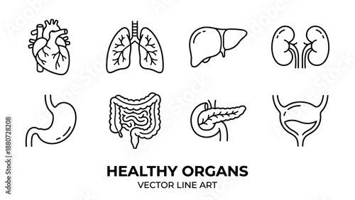 Human internal organs anatomy icon set. Minimalist line art. Heart lungs liver kidneys stomach intestines pancreas bladder. Medical biology body system. Health care outline graphic.