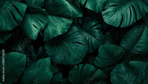 Lush Green Leaves Cover the Surface of a Tropical Garden in Bright Sunlight D...