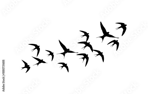 Flock of Birds in Flight