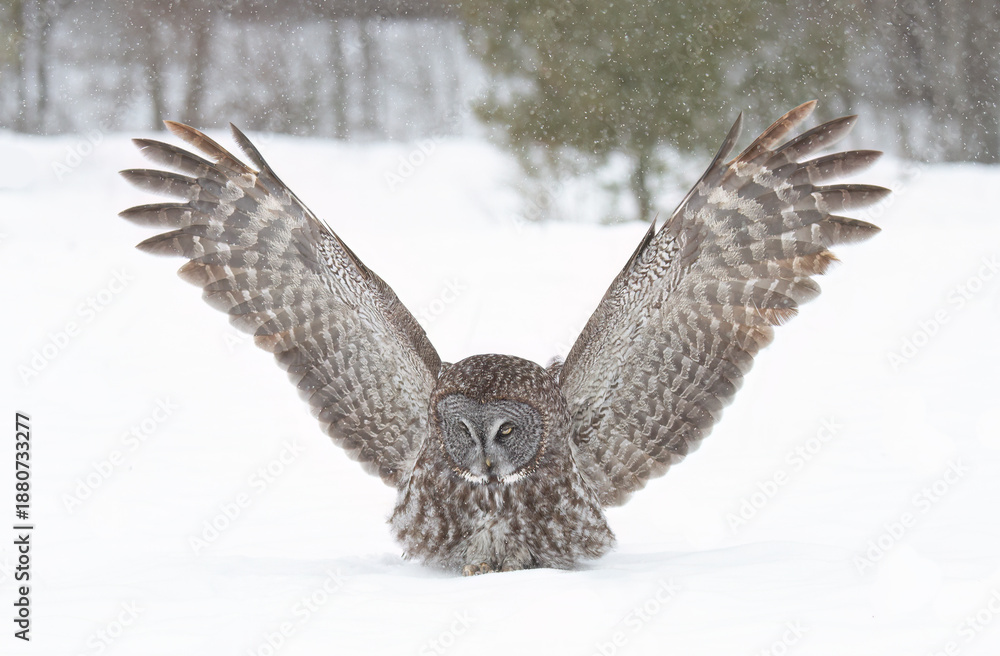 Fototapeta premium Great grey owl with wings spread out prepares to pounce on prey in winter in Canada