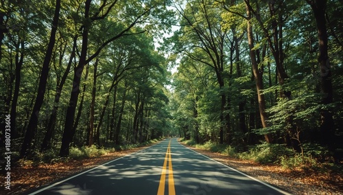 Road Surrounded by Green Trees on a Sunny Day