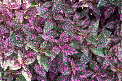 Close up beautiful leaves texture with pink and green color of Polka Dot Plant, Hypoestes phyllostachya, in the garden.