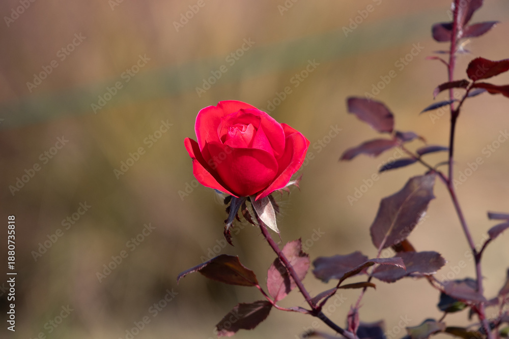 Fototapeta premium A Single Red Rose in Bloom
