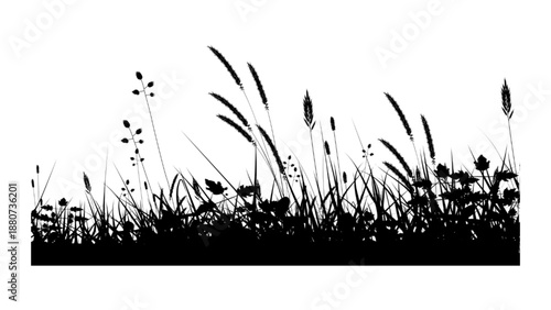 Silhouette of Wild Grass and Meadow Plants in Black and White