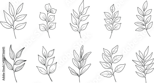 Botanical illustrations of various leafy branches