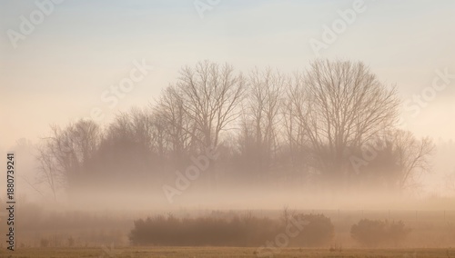 Fog Covers Trees in a Field at Dawn With Soft Light Shining Through the Mist