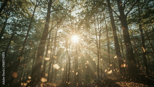 Sunlight Shines Through Trees in a Dense Forest During the Day