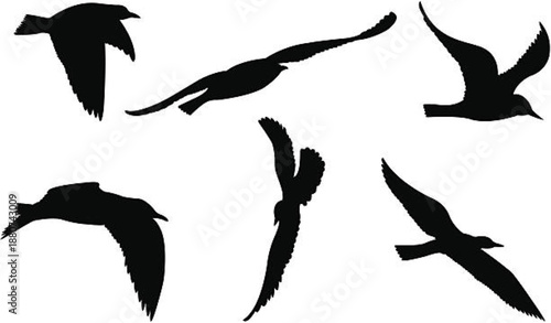Seagull silhouettes.eps