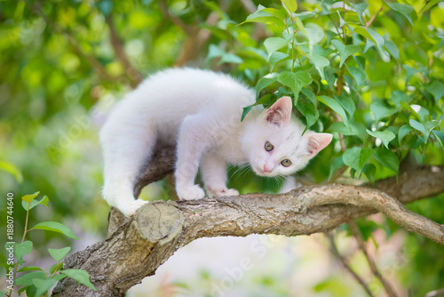 5月、すくすく育つ白い仔猫