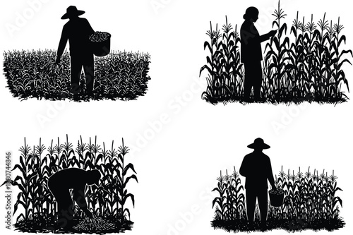 Farmer harvesting corn field, agricultural worker collecting fresh crops, rural farming scene, sustainable agriculture, healthy food production, traditional farm labor, outdoor farmin
