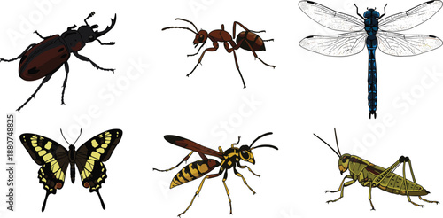 Detailed insect illustrations, beetle, ant, dragonfly, butterfly, wasp, grasshopper, entomology vector art, insect species drawing, nature study, wildlife education, scientific artwork