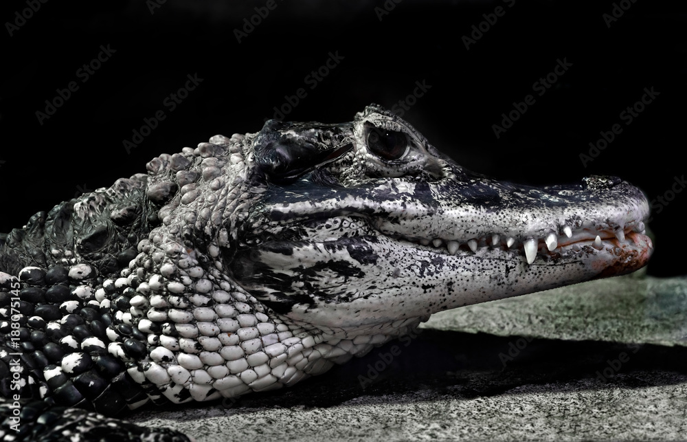 Obraz premium Black caiman`s head. Latin name - Melanosuchus niger
