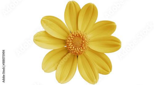 Yellow Flower with Orange Center bloom blossom isolated on a transparent background