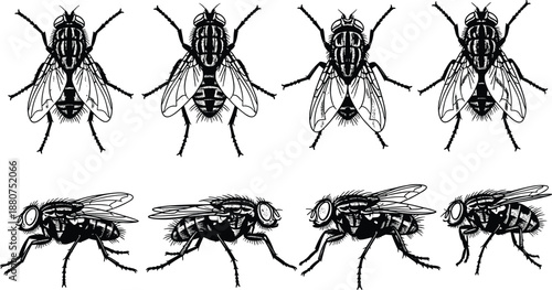 Detailed housefly insect illustration set, realistic black and white fly drawings, entomology vector artwork for science, education, pest control themes
