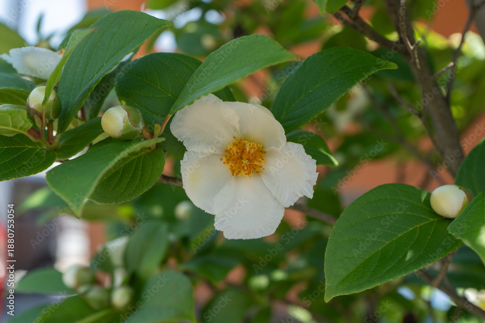 Obraz premium 緑の葉とナツツバキの白い花