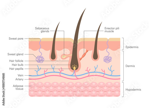 Human skin cross section with hair follicle anatomy showing epidermis, dermis, glands and blood vessels, medical diagram.