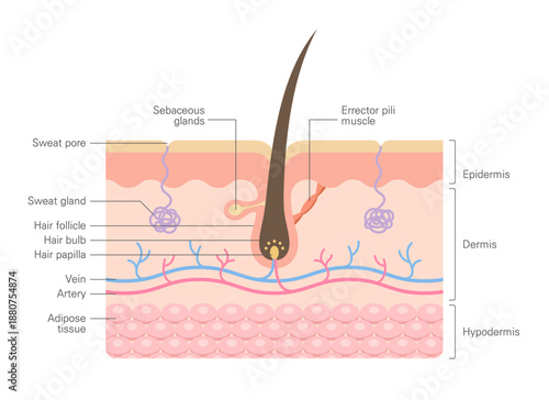 Human skin cross section with hair follicle anatomy showing epidermis, dermis, glands and blood vessels, medical diagram.
