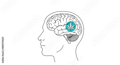 Medical illustration of a human head profile with a brain and a cannabis leaf icon inside a cyan circle representing the effects of marijuana on mind.