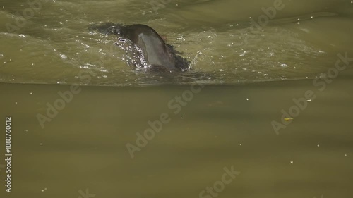 Giant otter, a giant otter filmed in slow motion at a zoo in Brazil, 4k, natural light, slow motion, selective focus.