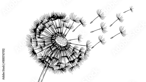 Detailed black and white vector illustration of a Dandelion seed dispersal process scientifically