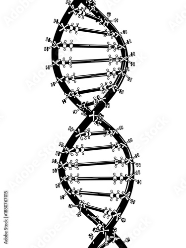 Detailed vector illustration of a DNA double helix structure with nucleotides and base pairs