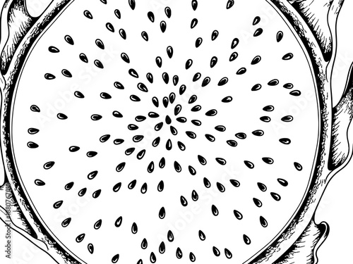 Vector illustration of sliced dragon fruit showing speckled seeds and scaled skin