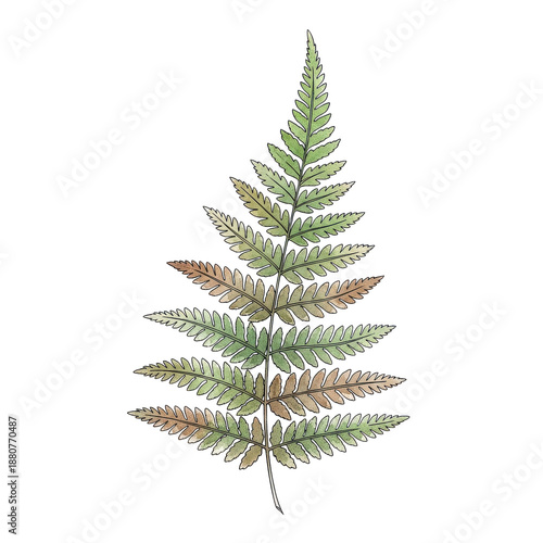 Wallpaper Mural Fern Leaf Isolated Black Background Torontodigital.ca