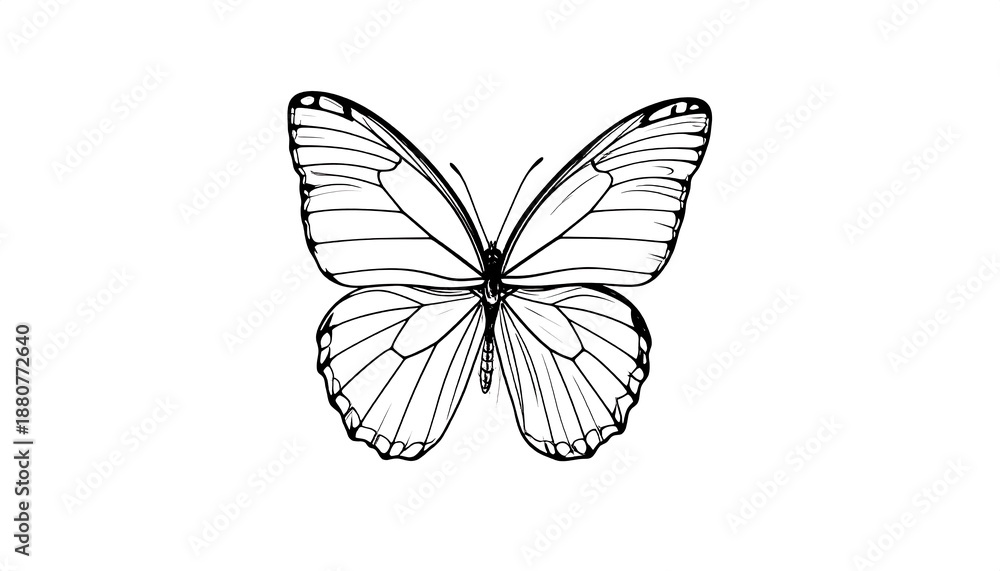 Obraz premium A monochrome illustration of a butterfly with outstretched wings, showcasing intricate details and delicate lines. It is centered
