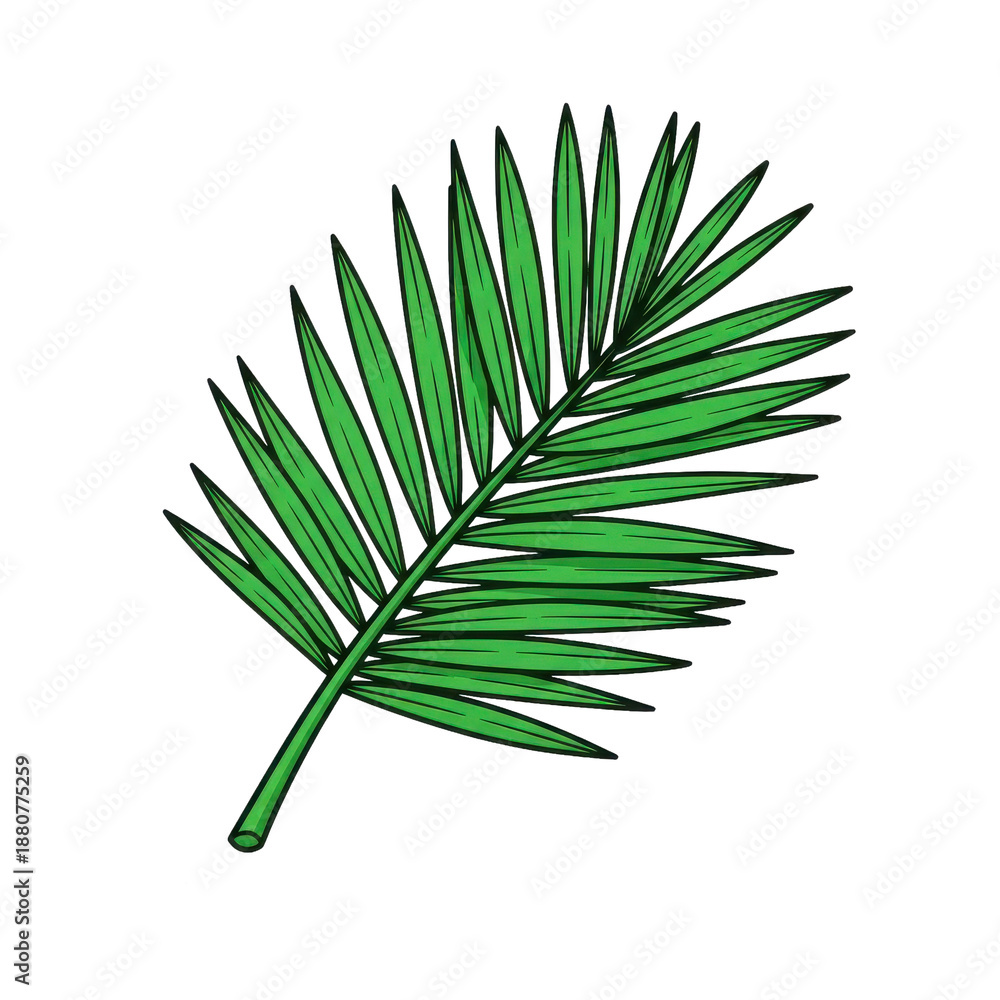 Fototapeta premium Green Palm Leaf Isolated Black Background