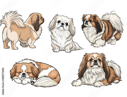 Pekingese Dog Character Set in Different Positions Vector Illustration
