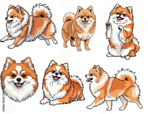 Adorable Orange Pomeranian Dog Set with Various Expressions Vector
