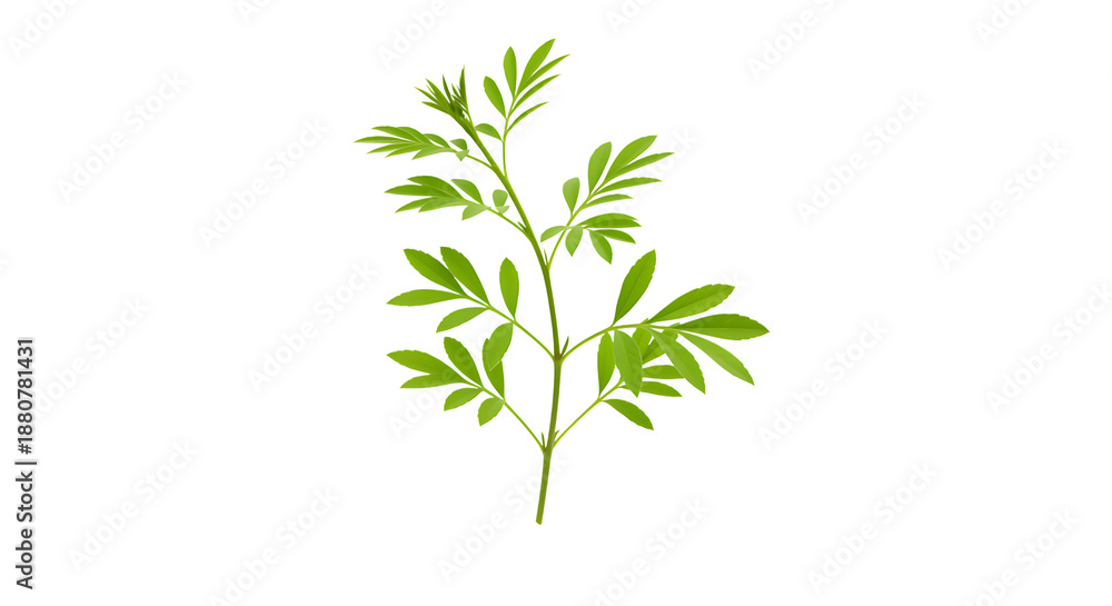 Obraz premium Green Plant Leaf Branch Illustration Design