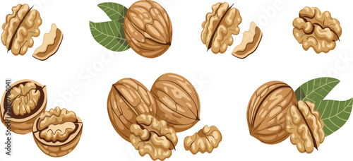 Healthy walnut collection vector set with whole and cracked nuts for organic snack food design