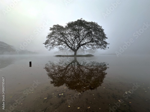 Serene Reflection of a Large Banyan Tree in Heavy Fog at Dawn