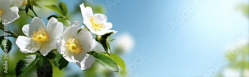 White wild roses blooming against clear blue sky