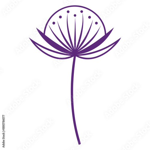 allium purple sensation, line art on white background