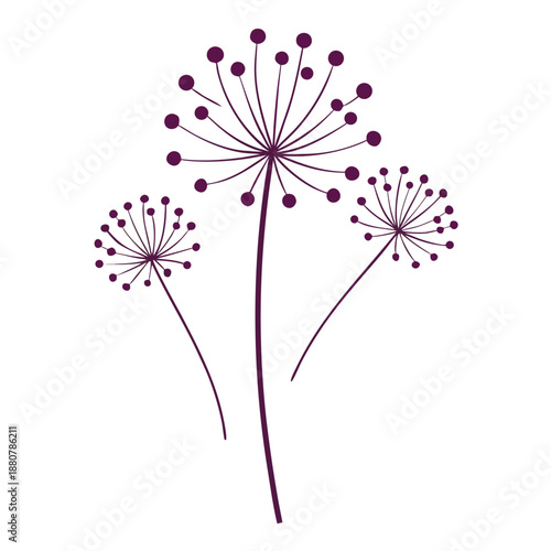 allium moly line art vector illustration on white