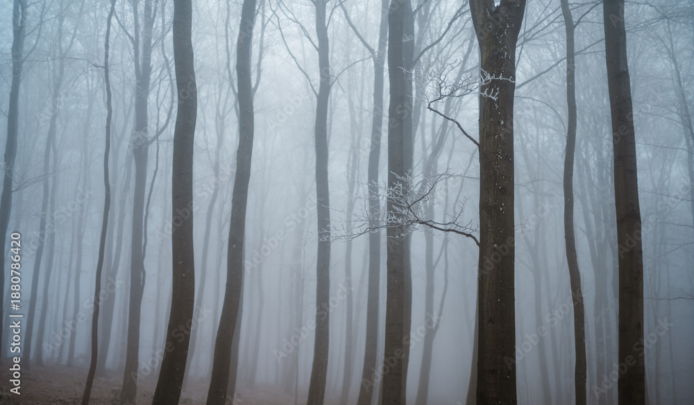 Obraz premium misty beech forest in winter