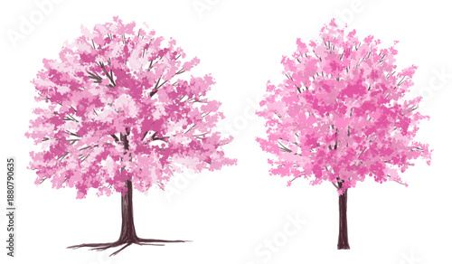 pink cherry tree, Vector of flower grass or blooming shrub site view isolated on white background ,watercolor tree elevation for landscape concept,environment panorama scene,eco design, for spring