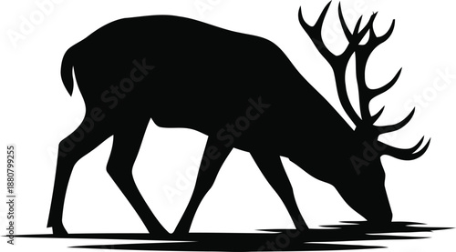 Silhouette of a Majestic Stag Drinking Water from a Reflective Surface