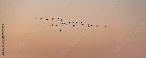 夕焼けの空をV字の隊列で飛ぶ渡り鳥のシルエット